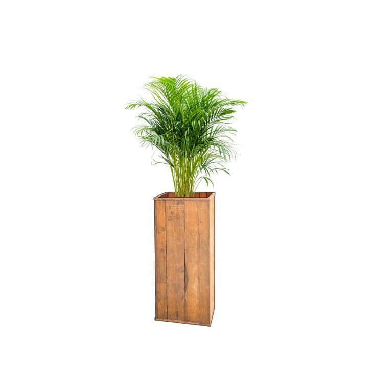Areca in houten zuil H100
