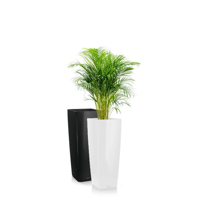 Areca in vaas H105
