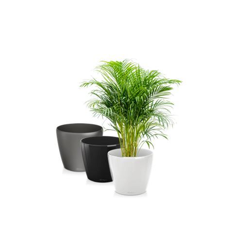 Areca in standaard pot - 130-150 cm