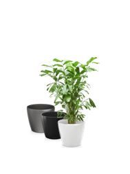 Caryota in standaard pot - 130-150 cm