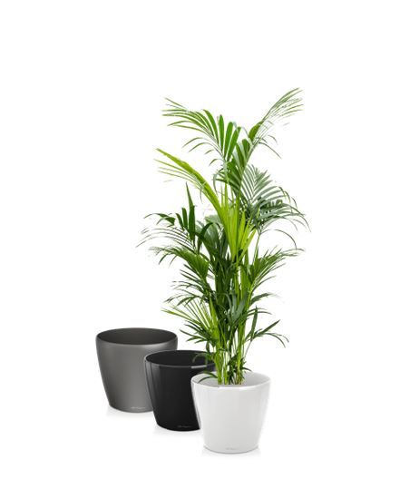 Kentia in standaard pot - 190-210 cm