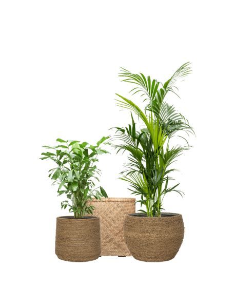 Mix planten in mix mand / rotan pot - PER STUK