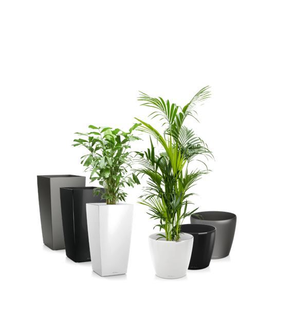 Mix planten in standaard pot / vaas