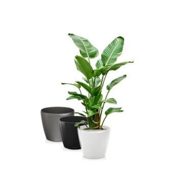 Strelitzia in standaard pot - 150 cm / 200 cm