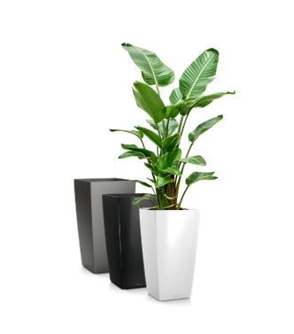 Strelitzia in vaas H75 - 170-190 cm