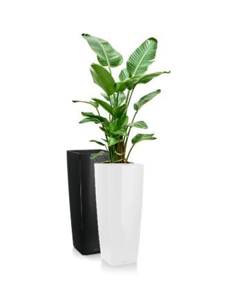 Strelitzia in vaas H105 - 200-220 cm