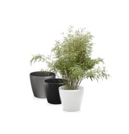Bamboe fargesia in standaard pot - 130-150 cm