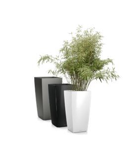 Bamboe fargesia in vaas H75 - 180-200 cm