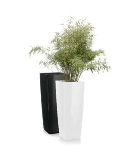 Bamboe fargesia in vaas H105 - 200-220 cm