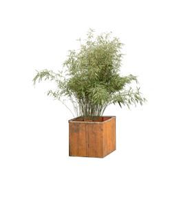 Bamboe fargesia in houten bak - 130-150 cm
