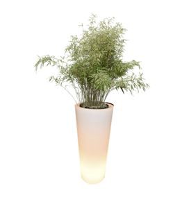 Bamboe fargesia in verlichte vaas - 200cm