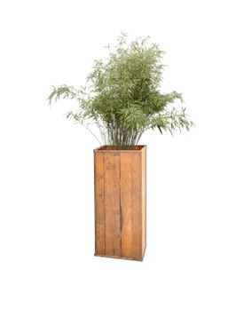 Bamboe fargesia in houten zuil - 200-220 cm