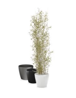 Bamboe 2m in standaard pot - 200-250 cm