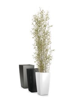 Bamboe 2m in vaas H75 - 235-285 cm