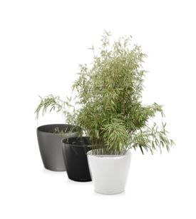 Bamboe fargesia zwaar in standaard pot - 180 cm