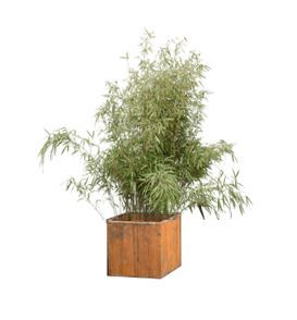 Bamboe fargesia zwaar in houten bak - 180 cm