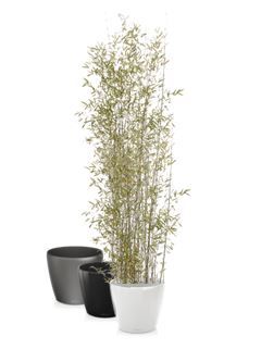 Bamboe 4m in standaard pot - 350-400 cm