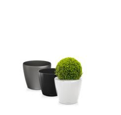 Buxus in standaard pot - 65-70 cm