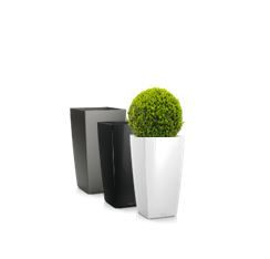 Buxus in vaas H75 - 115-120 cm