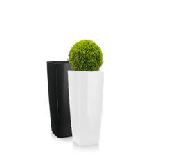 Buxus in vaas H105 - 140-145 cm