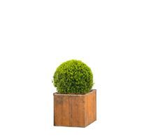 Buxus in houten bak - 65-70 cm