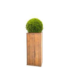 Buxus in houten zuil - 140-145 cm