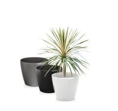 Cordyline in standaard pot - 120 cm