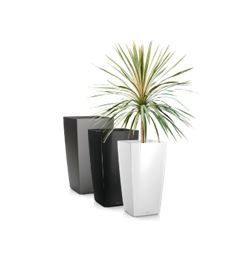 Cordyline in vaas H75 - 160 cm