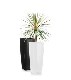 Cordyline in vaas H105 - 190 cm