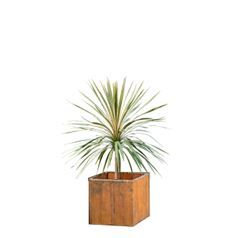 Cordyline in houten bak / rotan pot - 120 cm