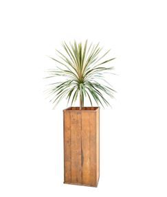 Cordyline in houten zuil - 190 cm