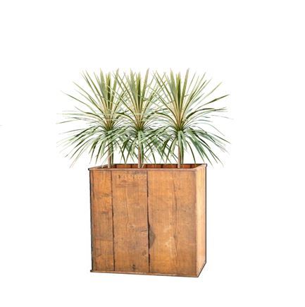 Cordyline in lange houten bak - 190 cm