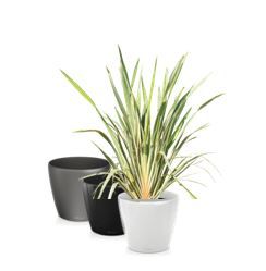 Phormium in standaard pot - 150 cm