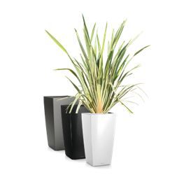 Phormium in vaas H75 - 170 cm