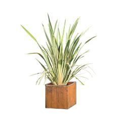 Phormium in houten bak - 150 cm