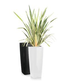 Phormium in vaas H105 - 190 cm