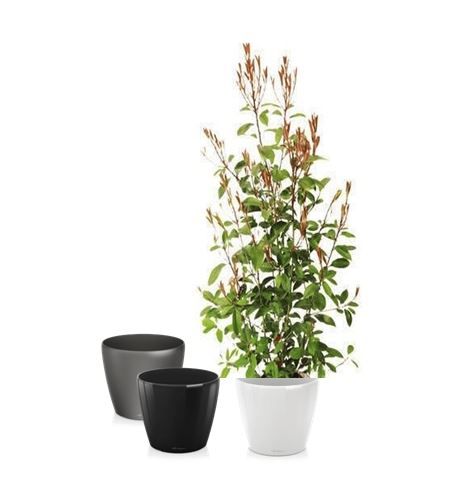 Photinia in standaard pot - 200 cm