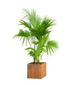 Livistonia in houten bak - 170-200 cm