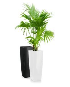 Livistonia in vaas H105 - 230-260 cm