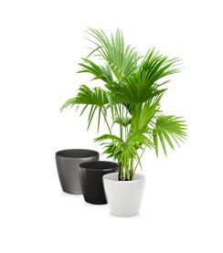 Livistonia in standaard pot - 170-200 cm