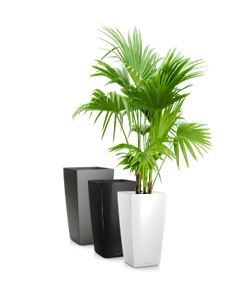 Livistonia in vaas H75 - 210-240 cm