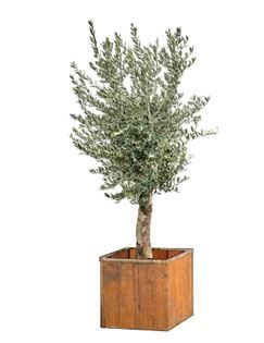 Olijfboom in houten bak - 280 cm