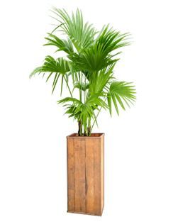 Livistonia in houten zuil - 230-260 cm
