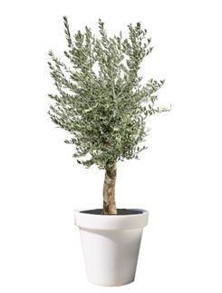 Olijfboom in verlichte pot - 280 cm