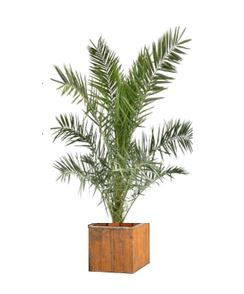 Phoenix Canariensis 2m in houten bak - 180-200 cm