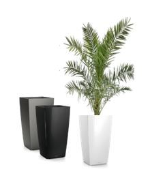 Phoenix Canariensis 1,5m in vaas H75 - 200 cm