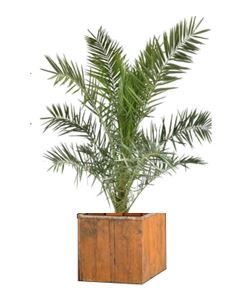 Phoenix Canariensis 3m in houten bak - 250-300 cm