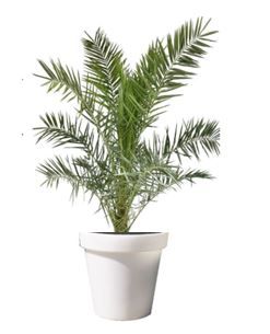 Phoenix Canariensis 3m in verlichte pot - 250-350 cm