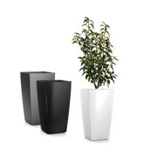 Prunus in vaas H75 - 160-180 cm