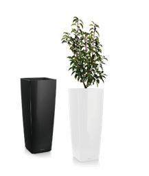 Prunus in vaas H105 - 180-200 cm